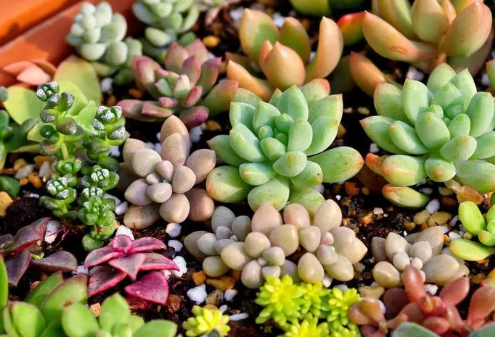 小花盆适合种什么绿植