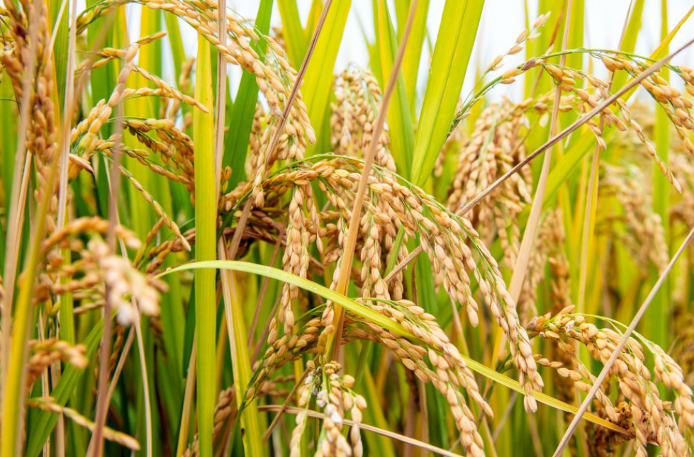 水田适合种什么