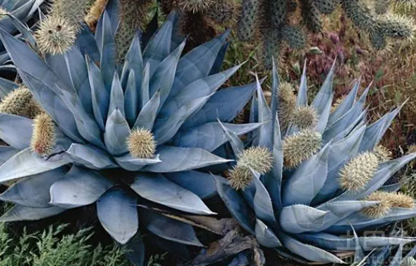 沙质土适合种什么植物