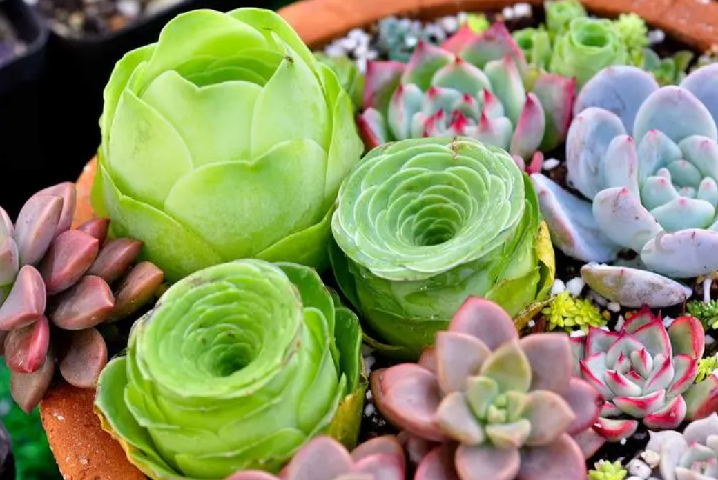 迷你小花盆适合种什么