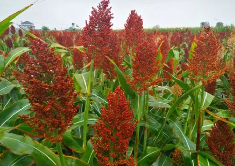 旱地适合种什么农作物