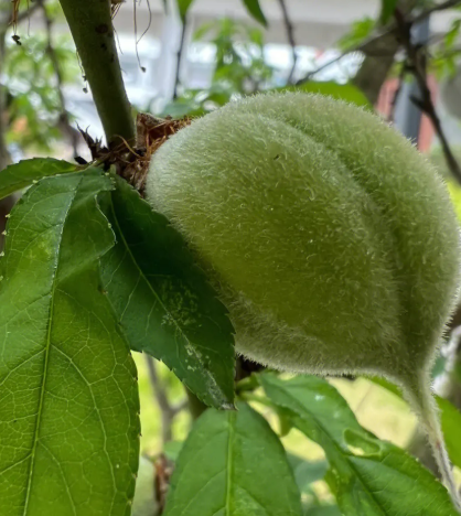 桃树适合种在什么地方