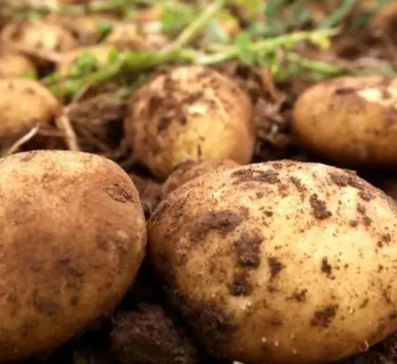 海拔600米适合种什么