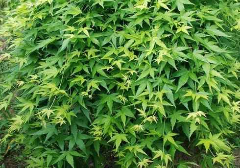槭树耐旱吗