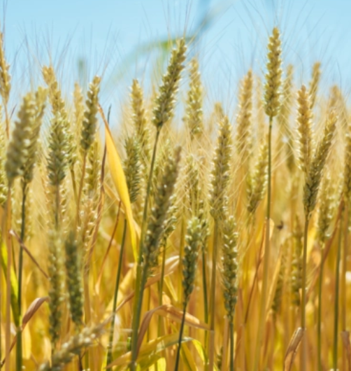 盐碱地适合种什么农作物