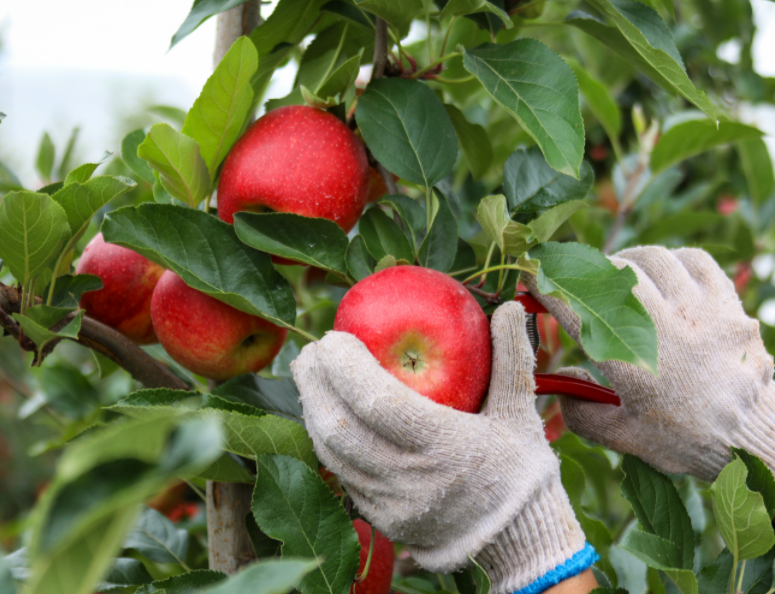 陕南适合种什么水果