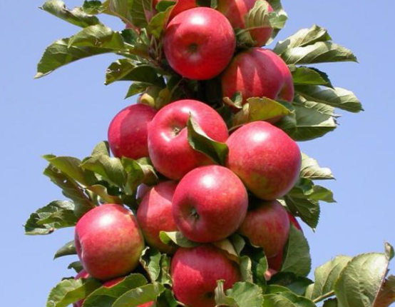 哈尔滨适合种什么果树