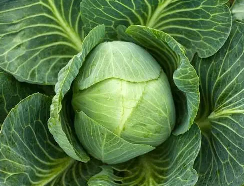 10月适合种什么菜