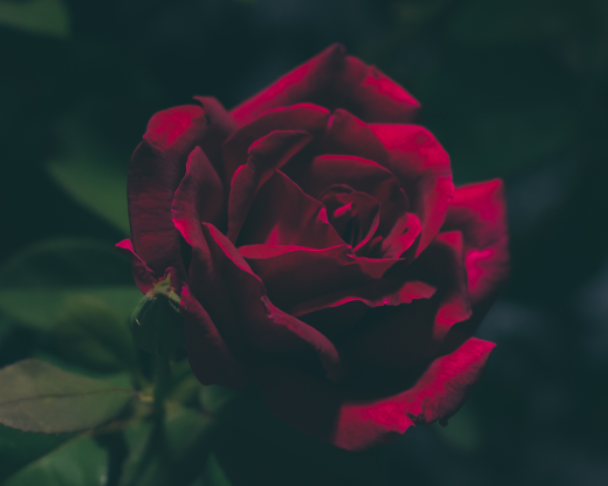 南向阳台适合种什么花