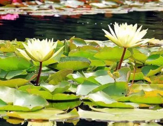 黏质土适合种什么植物