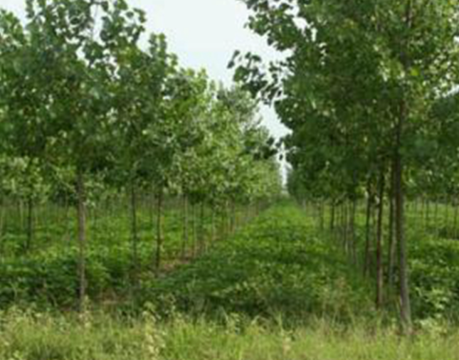 洼地适合种什么树