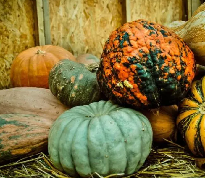 秋季适合种什么菜