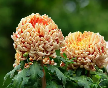 什么花适合秋天种