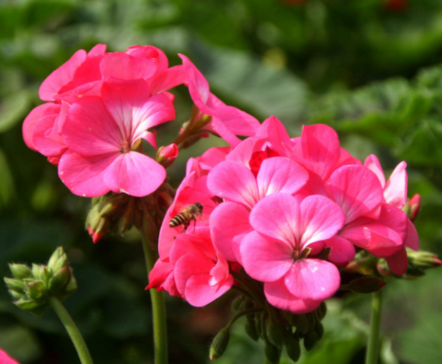 高花瓶适合种什么植物