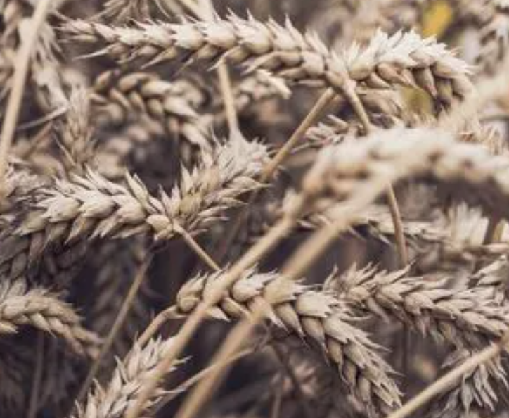 北方黄土地适合种什么