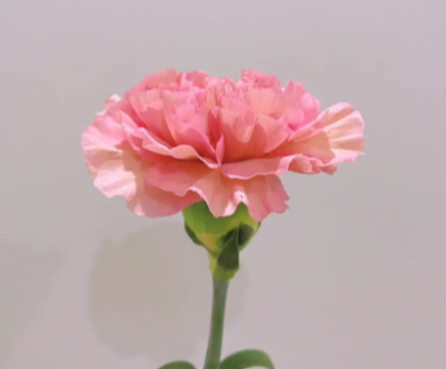 红陶花盆适合种什么花