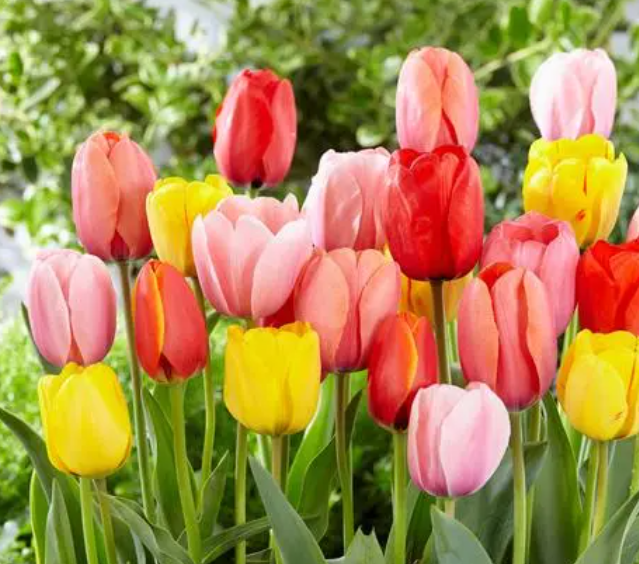 现在这个季节适合种什么花