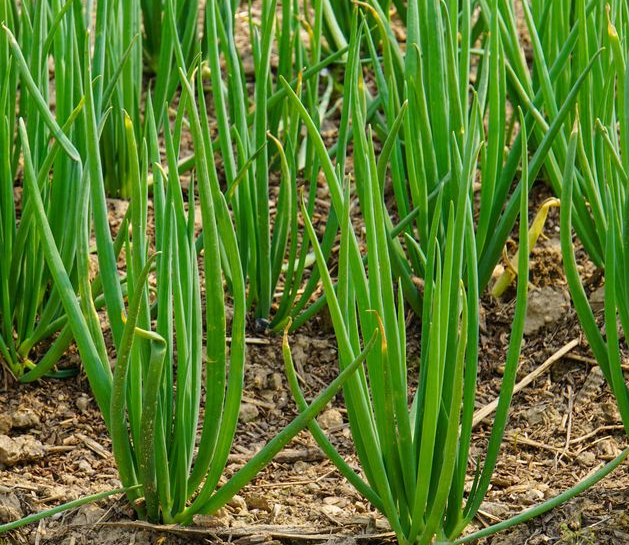 当季适合种什么蔬菜