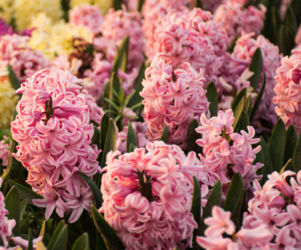 风信子适合什么时候种