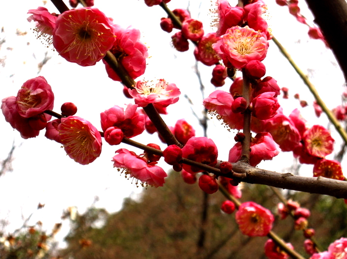 楼顶适合种什么树风水