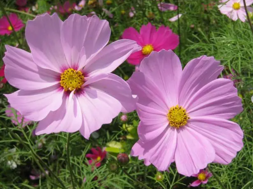 波斯菊适合什么季节种