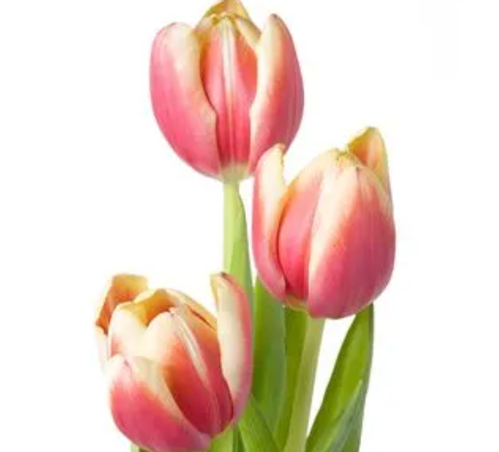 现在的季节适合种什么花