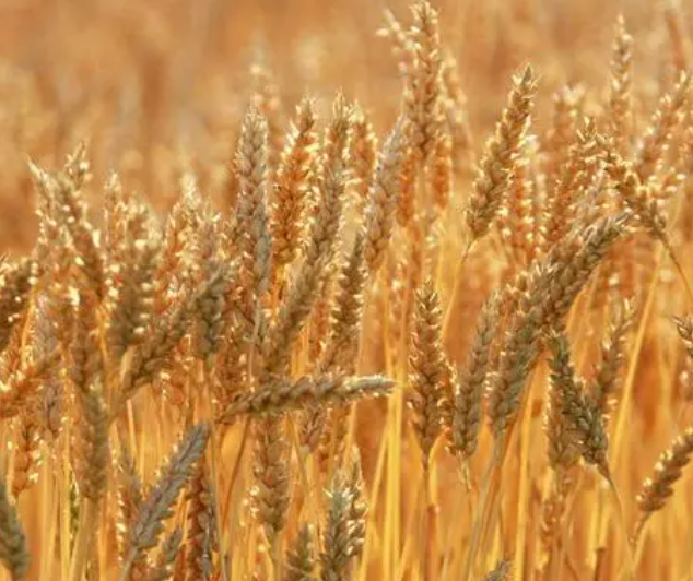 丘陵地带适合种什么