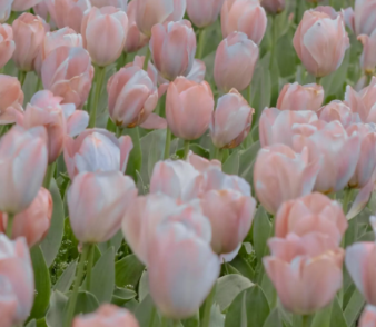 秋冬适合种什么花