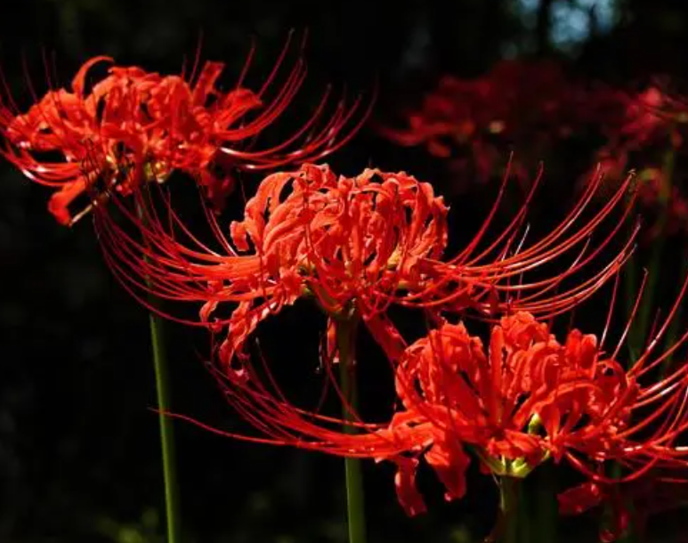 彼岸花适合什么季节种