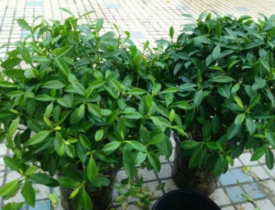 平安树换盆后要浇水吗