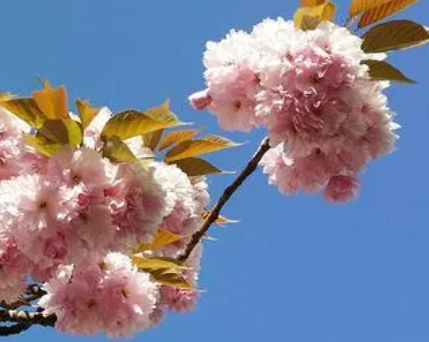 东方适合种什么树