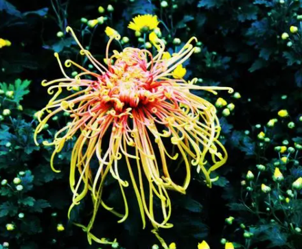 秋季适合种什么花