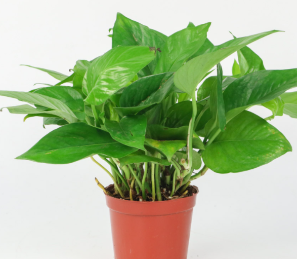 盆适合种什么植物