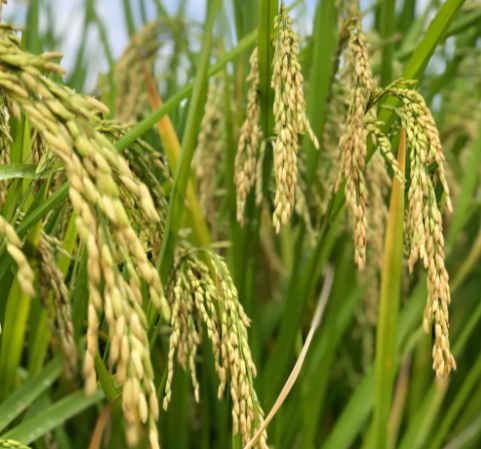 梯田适合种什么