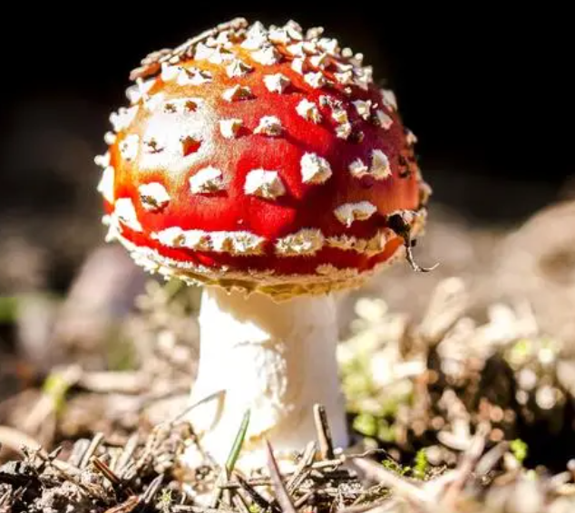 阴面适合种什么菜