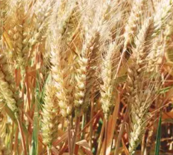 高寒地区适合种什么