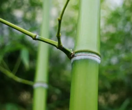 什么竹子适合种在庭院