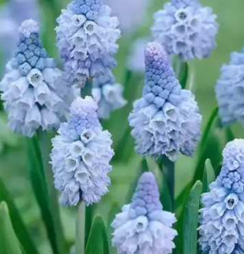 11月适合种什么花