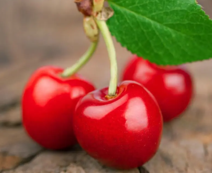 什么地方适合种樱桃