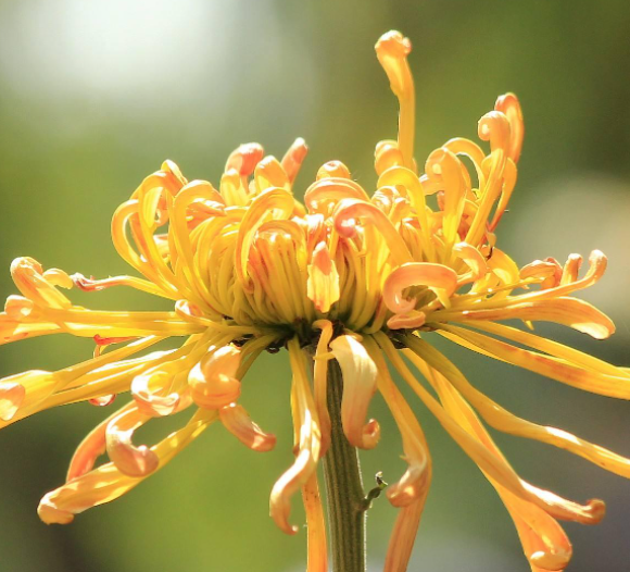 秋冬季适合种什么花