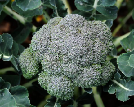 一年四季适合种什么菜