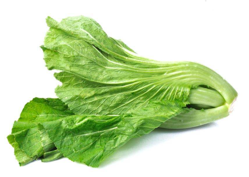 初秋适合种什么菜