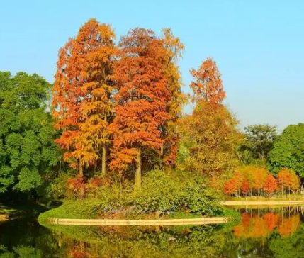 湿地适合种什么树