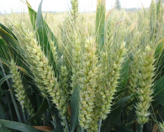 北方土地适合种什么