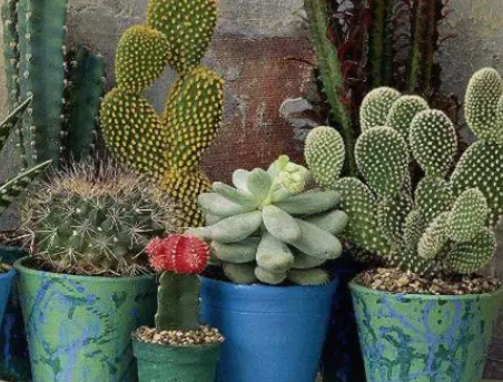 沙质土壤适合种什么