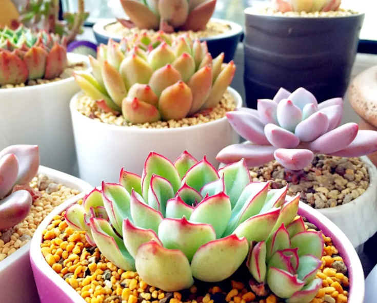 窗台适合种什么花