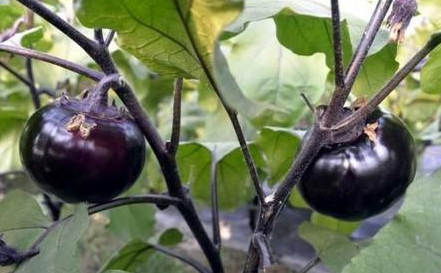 明前后适合种什么菜