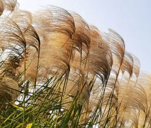沼泽地适合种什么