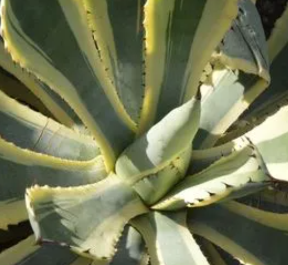 春天适合种什么盆栽花