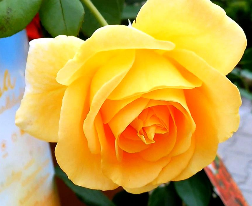 6月适合种什么植物